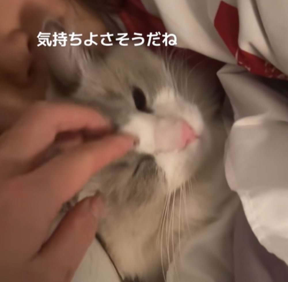 気持ちよさそうなラムネくん（＠ramuramuneneneさんより提供）