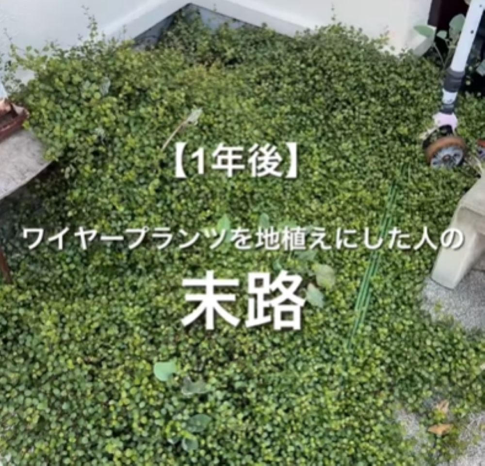 ワイヤープランツを地植えした1年後（＠chairsandmikiさんより提供）