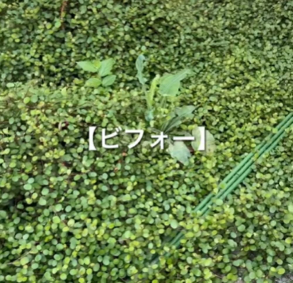 刈る前（＠chairsandmikiさんより提供）