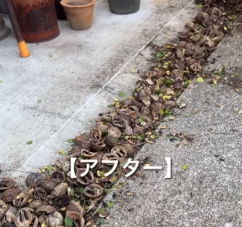 刈った後（＠chairsandmikiさんより提供）