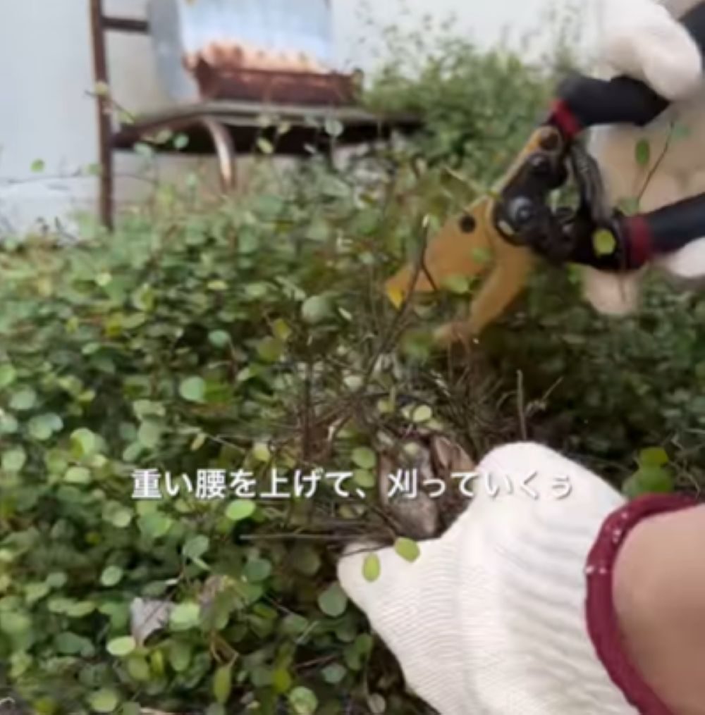 【実際の写真】　1年後の様子