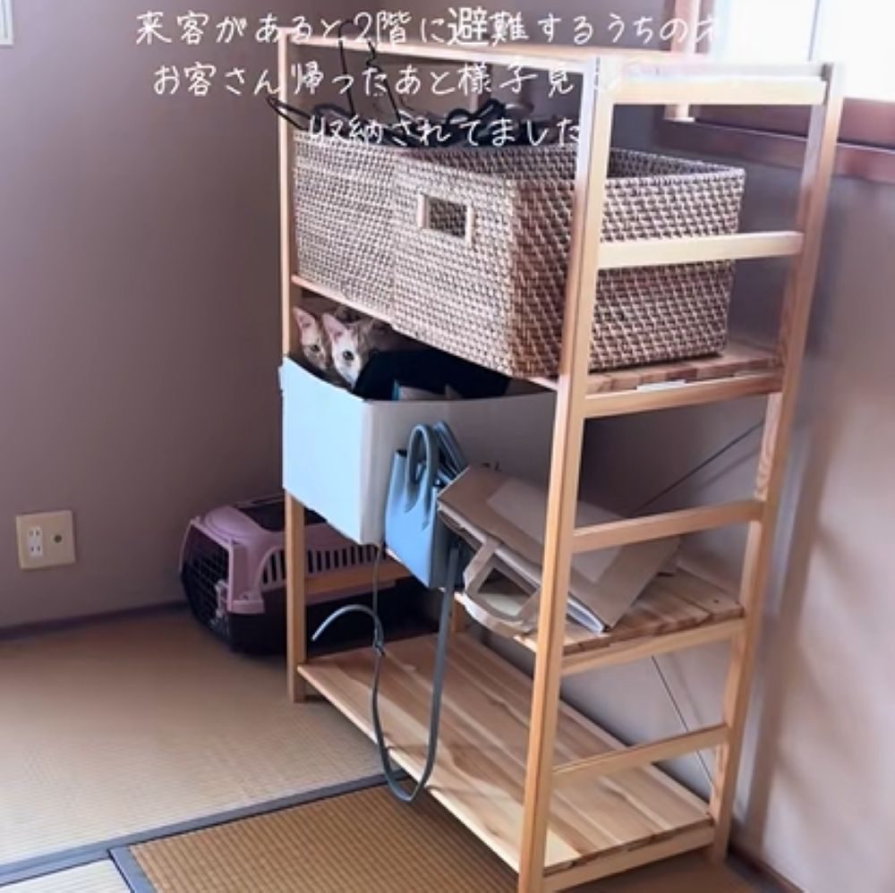 二匹が隠れていたのは…（＠_taro_jiro_さんより提供）