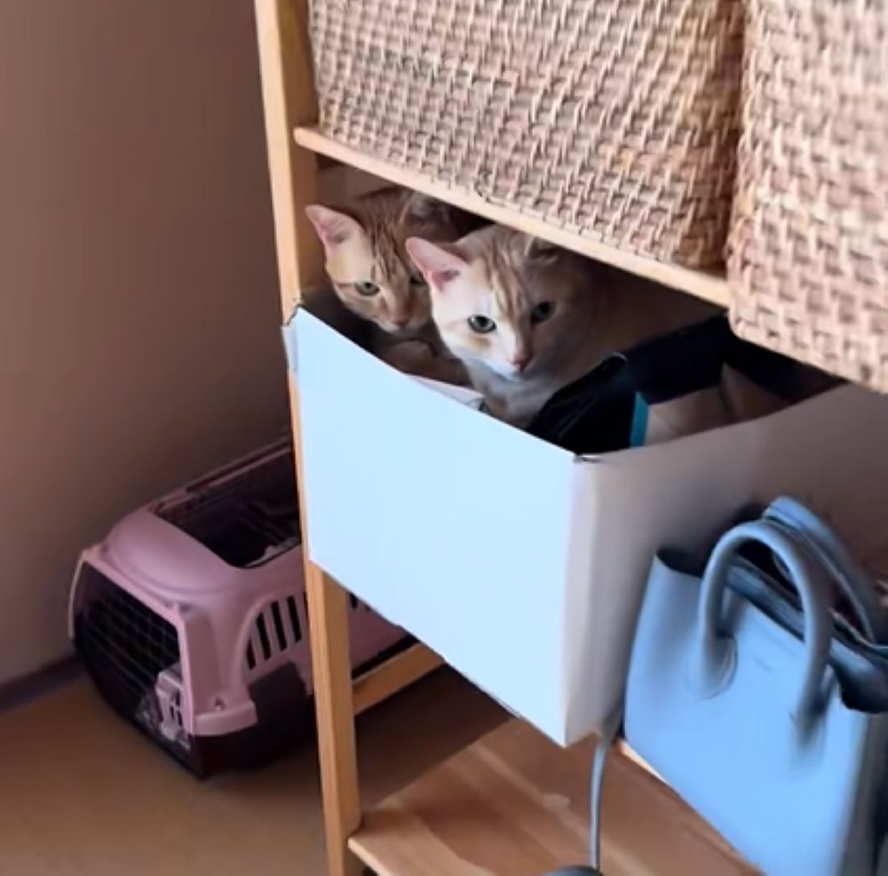 かごの中にいた二匹（＠_taro_jiro_さんより提供）