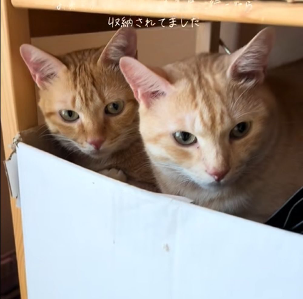 じっと見つめています（＠_taro_jiro_さんより提供）