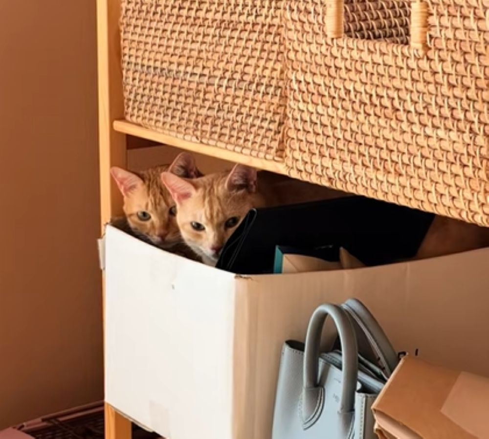 隠れているつもりの様子（＠_taro_jiro_さんより提供）