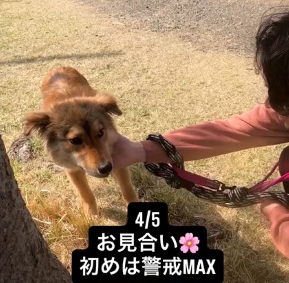 人を怖がり警戒心がとても強い犬　→しかし、その6ヶ月後の様子に「いい人に巡り会えたね」「顔が全然違う」「映画を観ているよう」