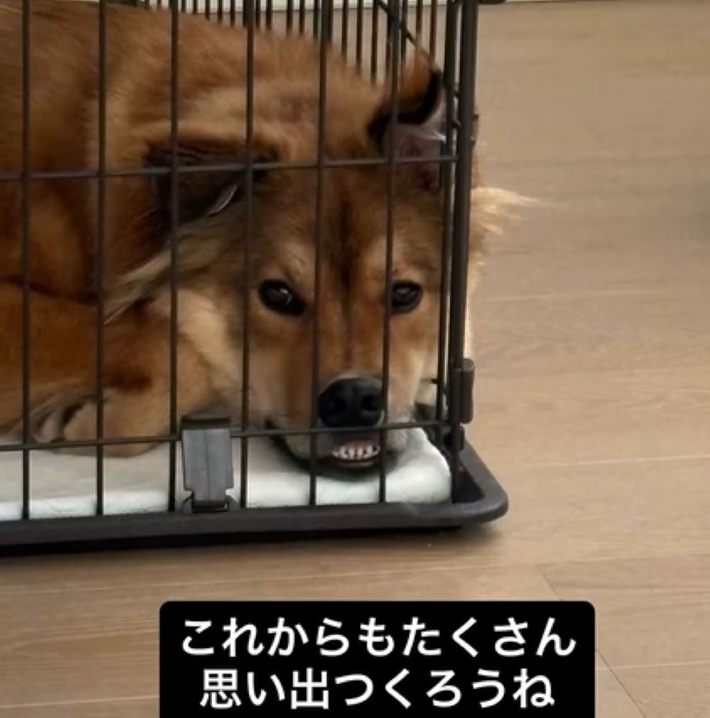 ラッキーくん（＠lucky_hogoken_さんより提供）