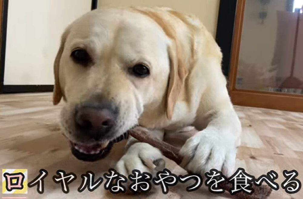 ロイヤルなおやつ（＠loki_dog016さんより提供）
