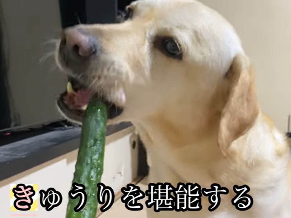 【実際の写真】投稿されたDIY作品