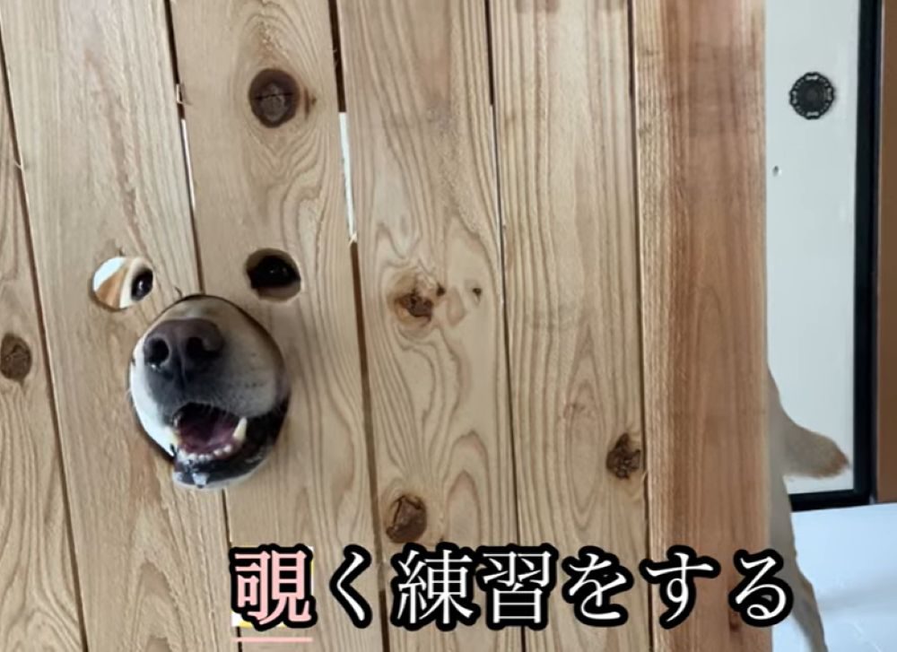 覗く練習（＠loki_dog016さんより提供）