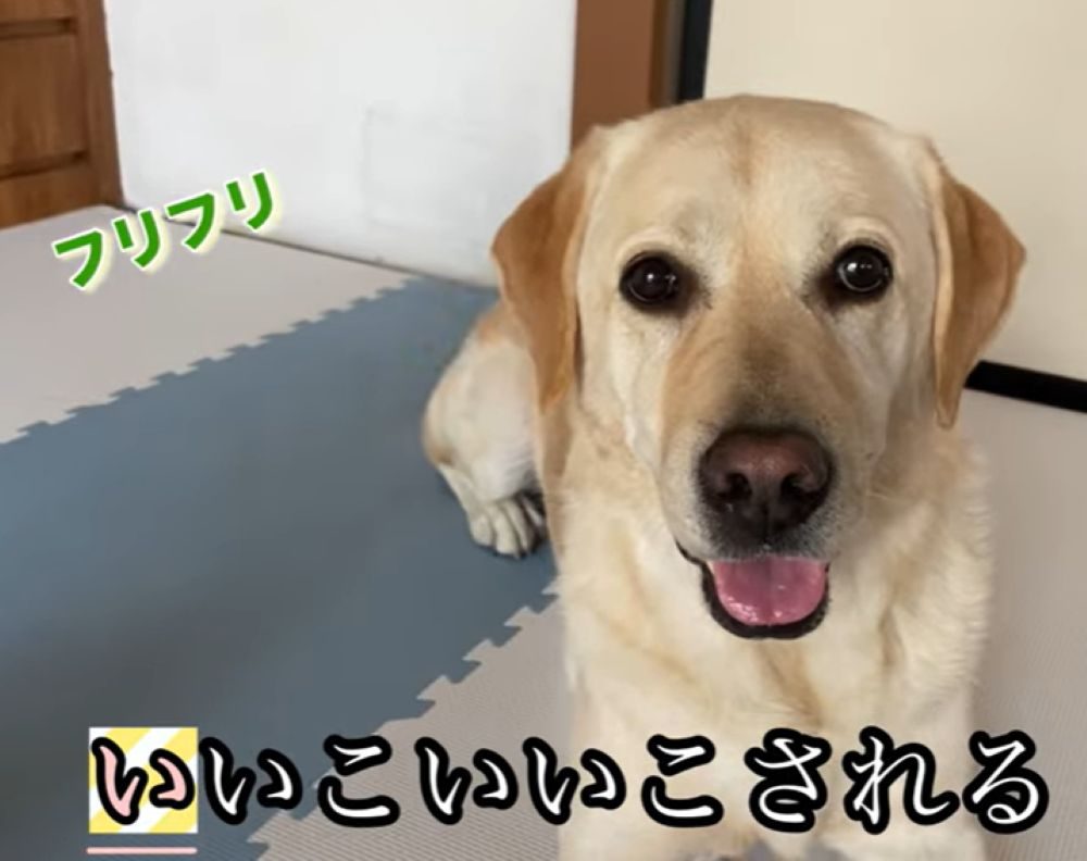 いいこいいこ（＠loki_dog016さんより提供）