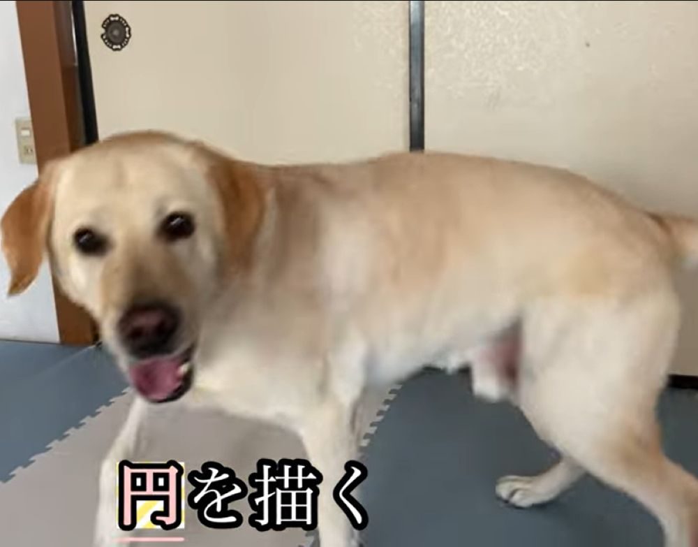 円を描く（＠loki_dog016さんより提供）