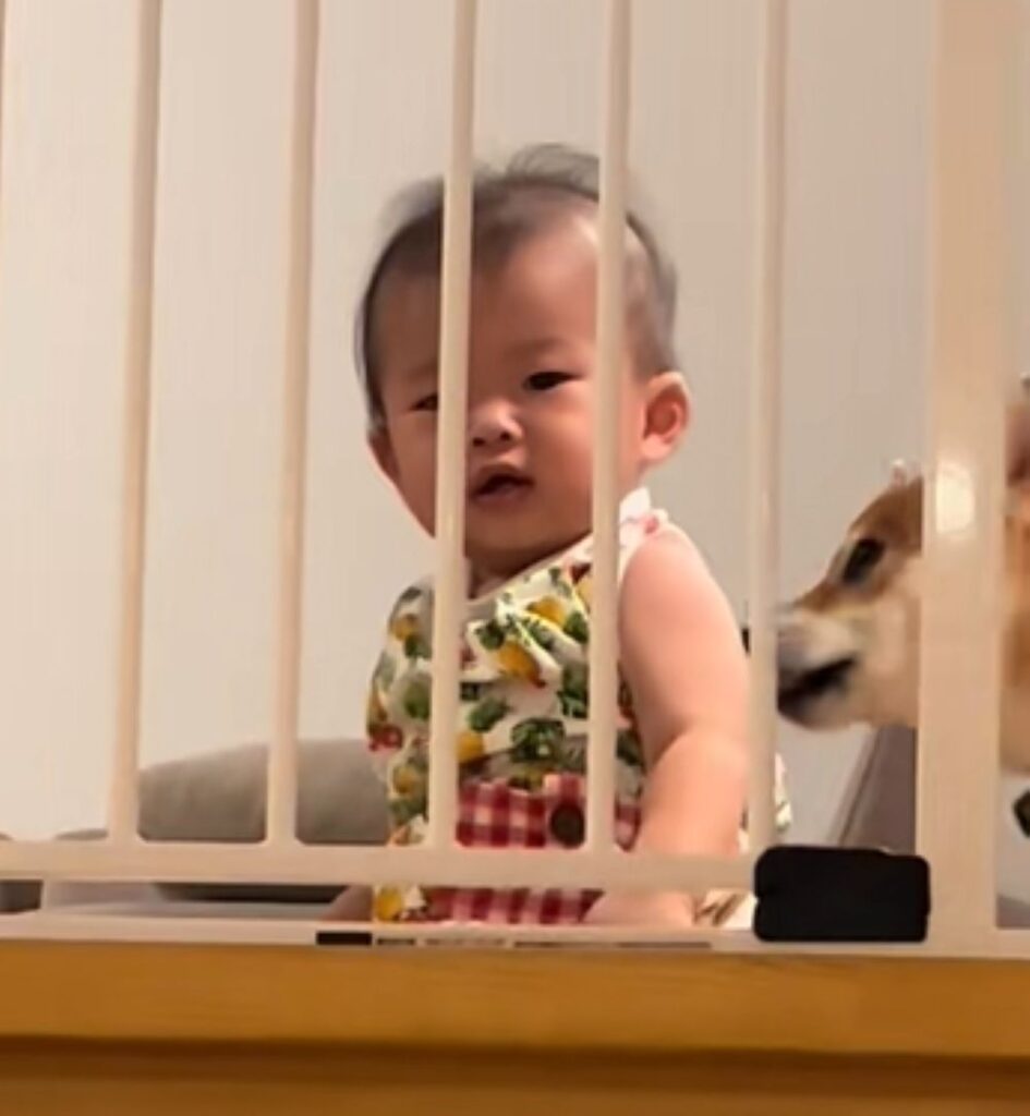 ワンちゃんの服でした（＠nishimura.flamingoさんより提供）