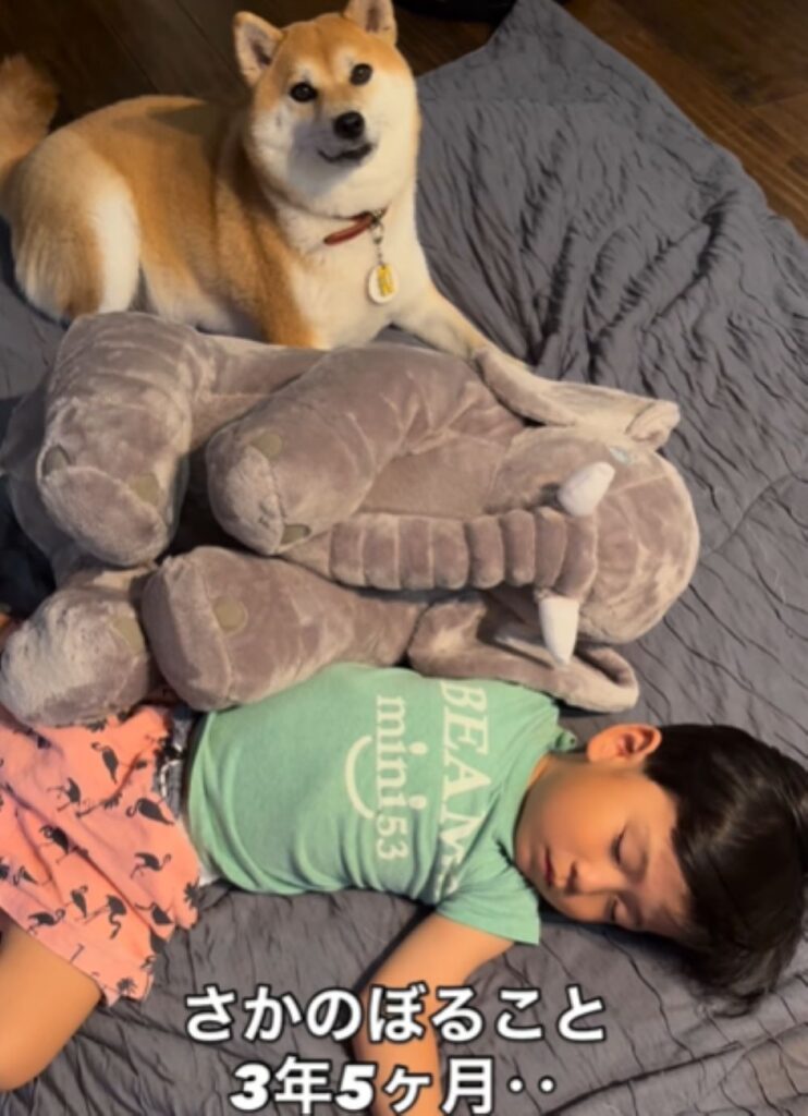 現在の様子（＠oimo.shibainuさんより提供）