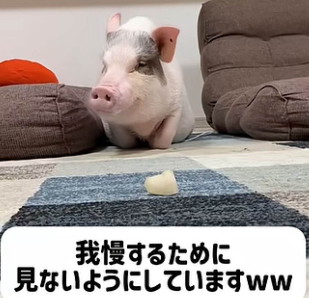 「待て」をするこんぶーちゃん（＠konbu---0712さんより提供）