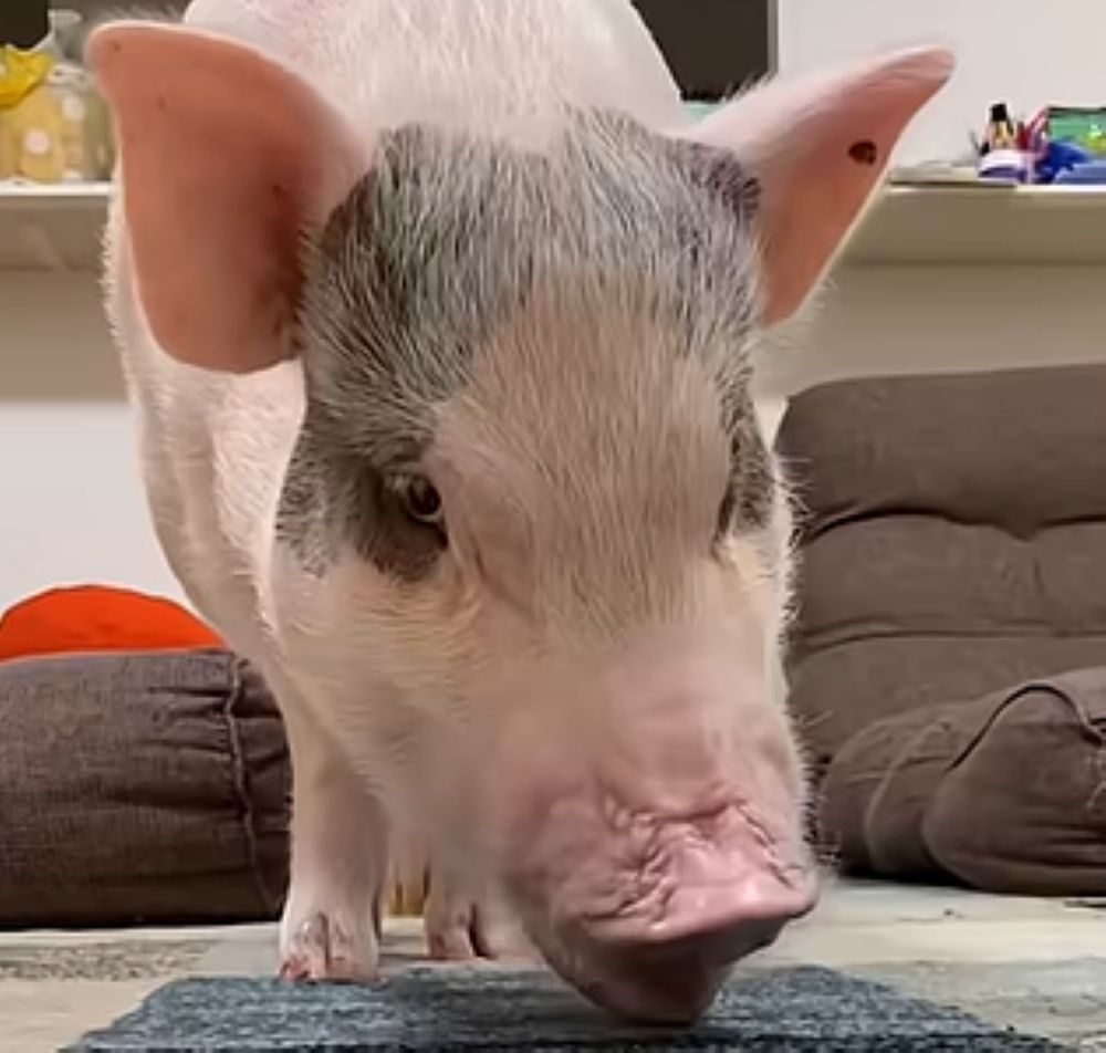 おいしそうに食べています（＠konbu---0712さんより提供）