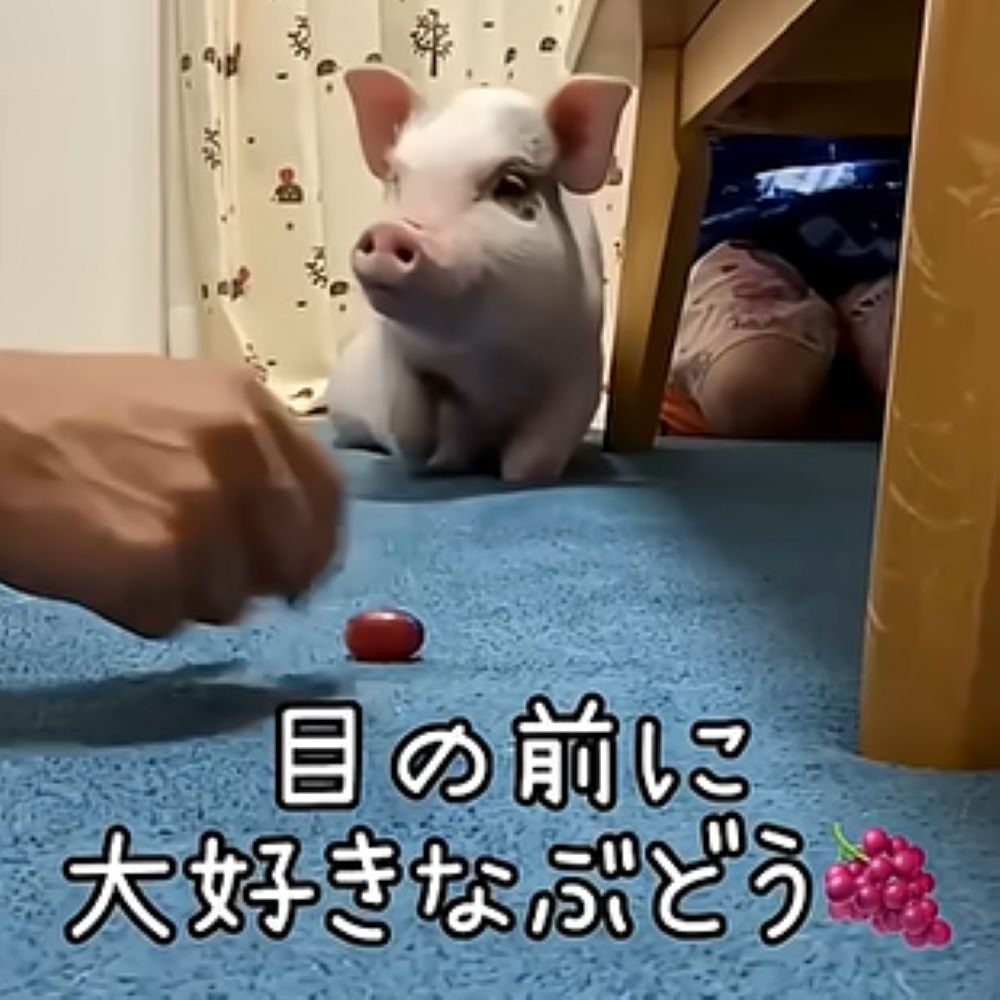 目の前に大好きなぶどう（＠konbu---0712さんより提供）