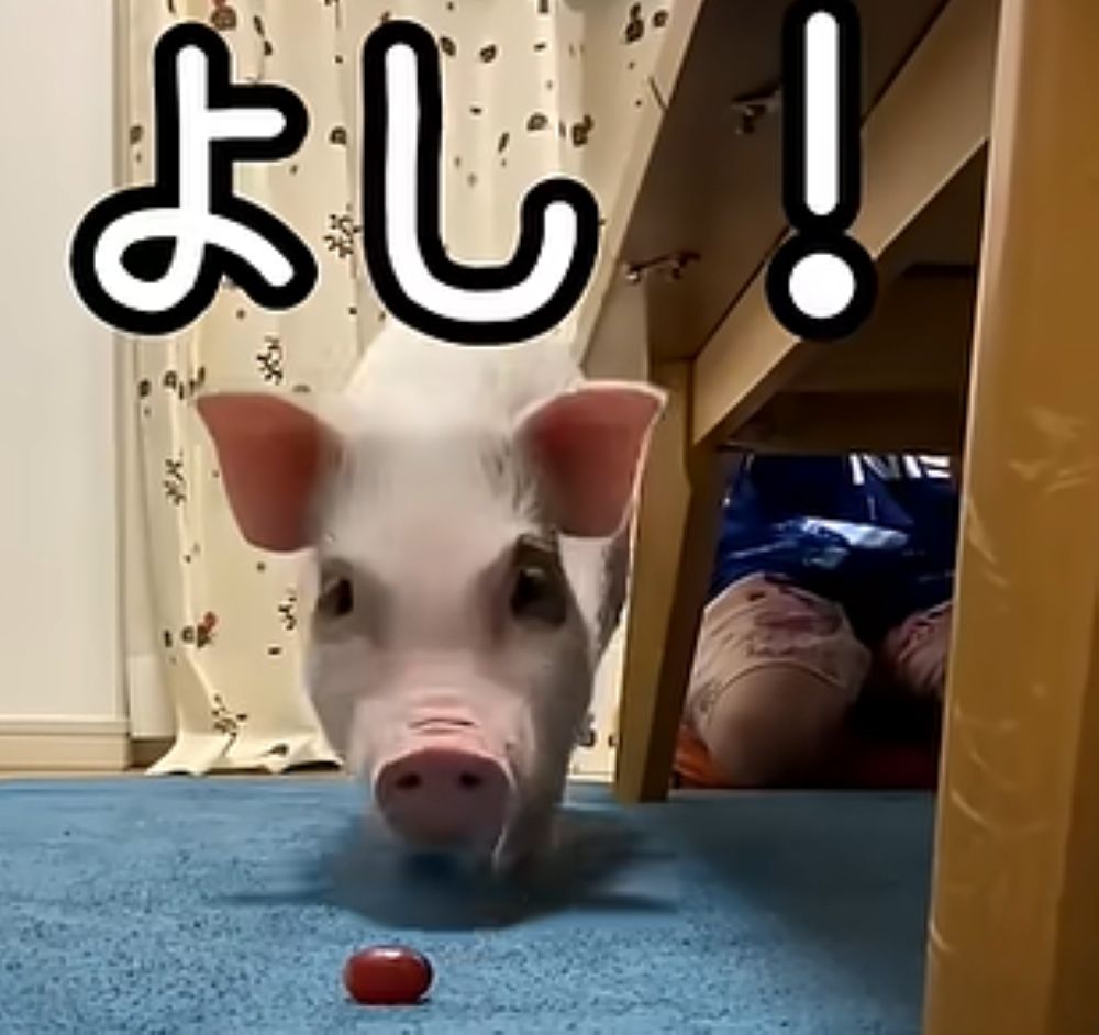 上手に「待て」ができました（＠konbu---0712さんより提供）