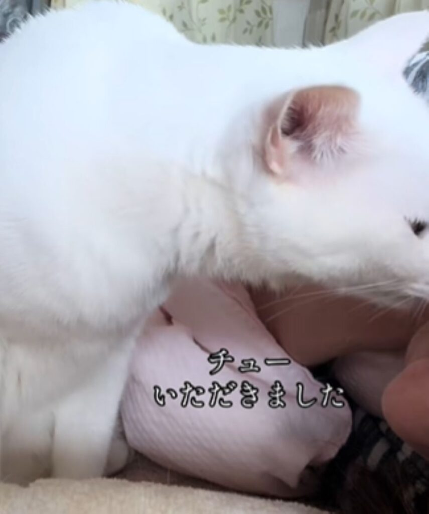 チューをするシロくん（＠mayumi196300さんより提供）