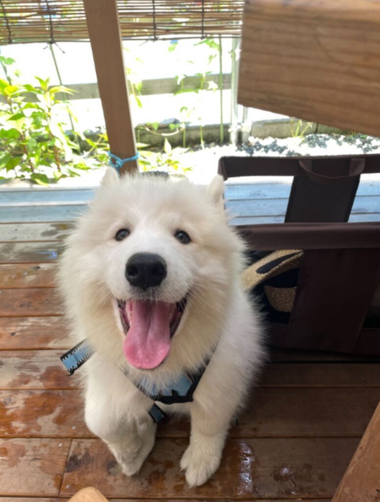 パピー期のまっちょくん（＠macchokun_0428さんより提供）