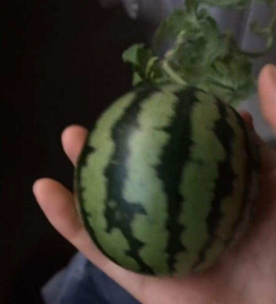 6cm程度になったスイカ（＠slow_mochimochiさんより提供）