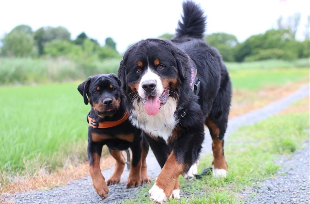 弟分のタイカンくんと（@CEDRIC_mztmさんより提供）