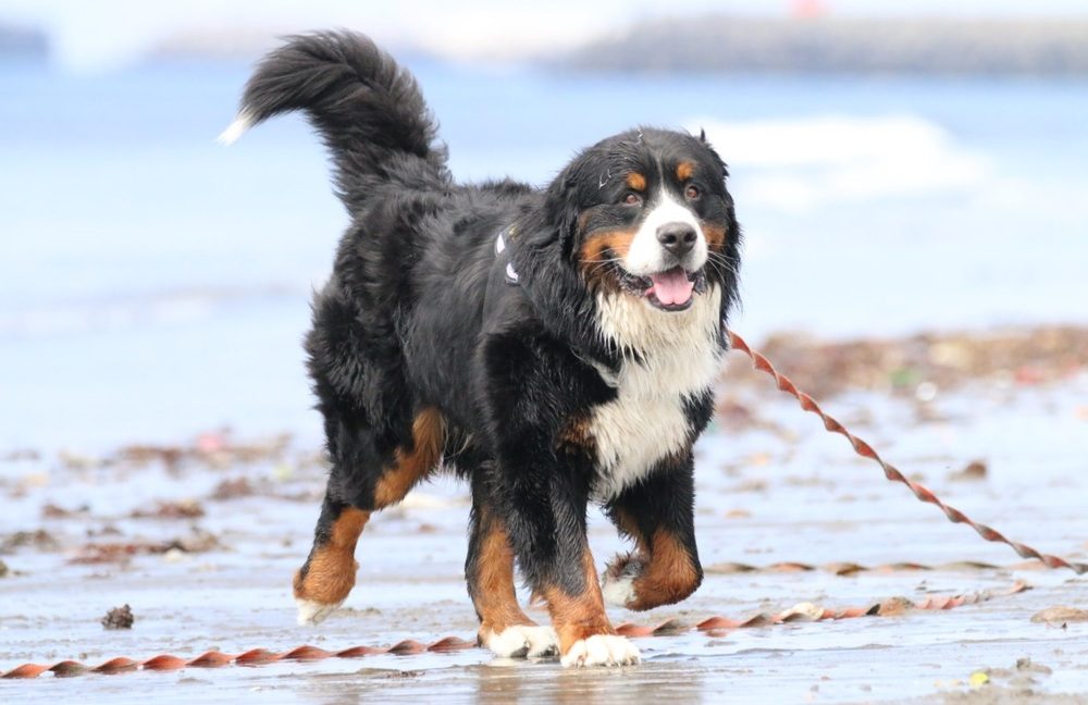 優しく頼りになる存在（@CEDRIC_mztmさんより提供）