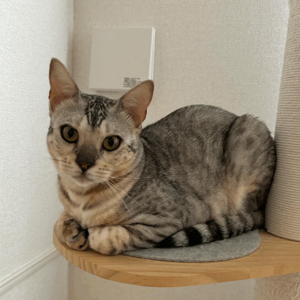 チャイちゃんの日常①（@chai_shichiさん提供）