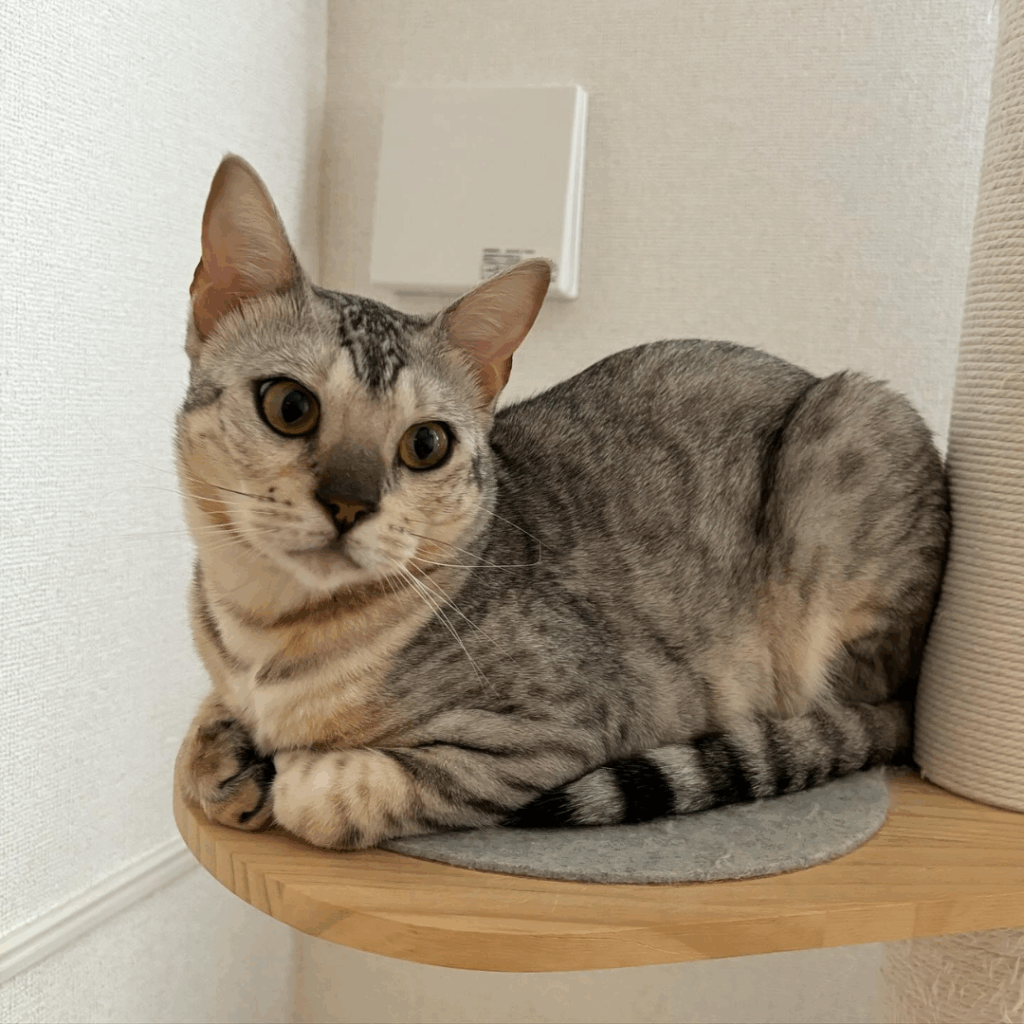 チャイちゃんの日常②（@chai_shichiさん提供）