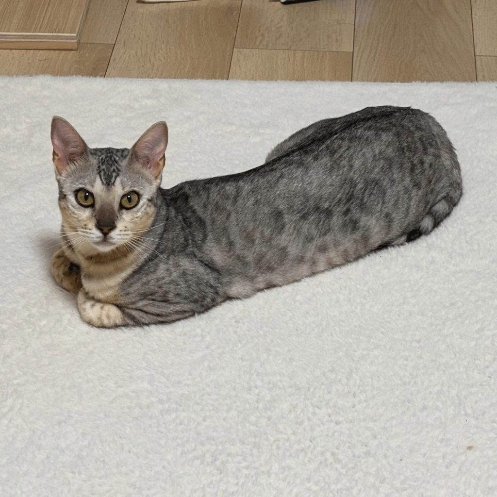 【実際の写真5枚】振り返ったときの光景