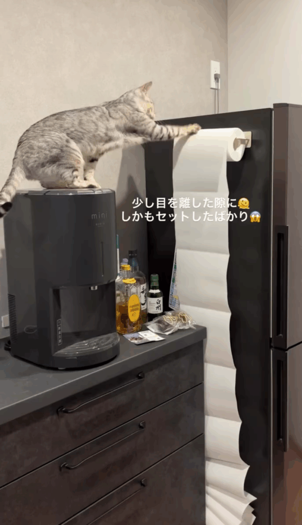 チャイちゃんイタズラ①（@chai_shichiさん提供）