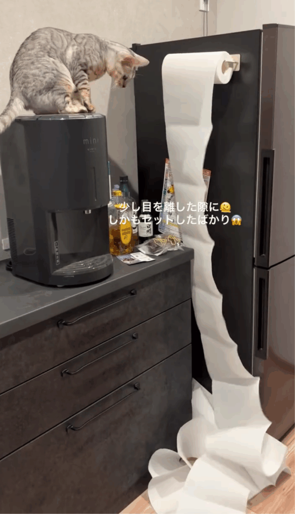 チャイちゃんイタズラ②（@chai_shichiさん提供）