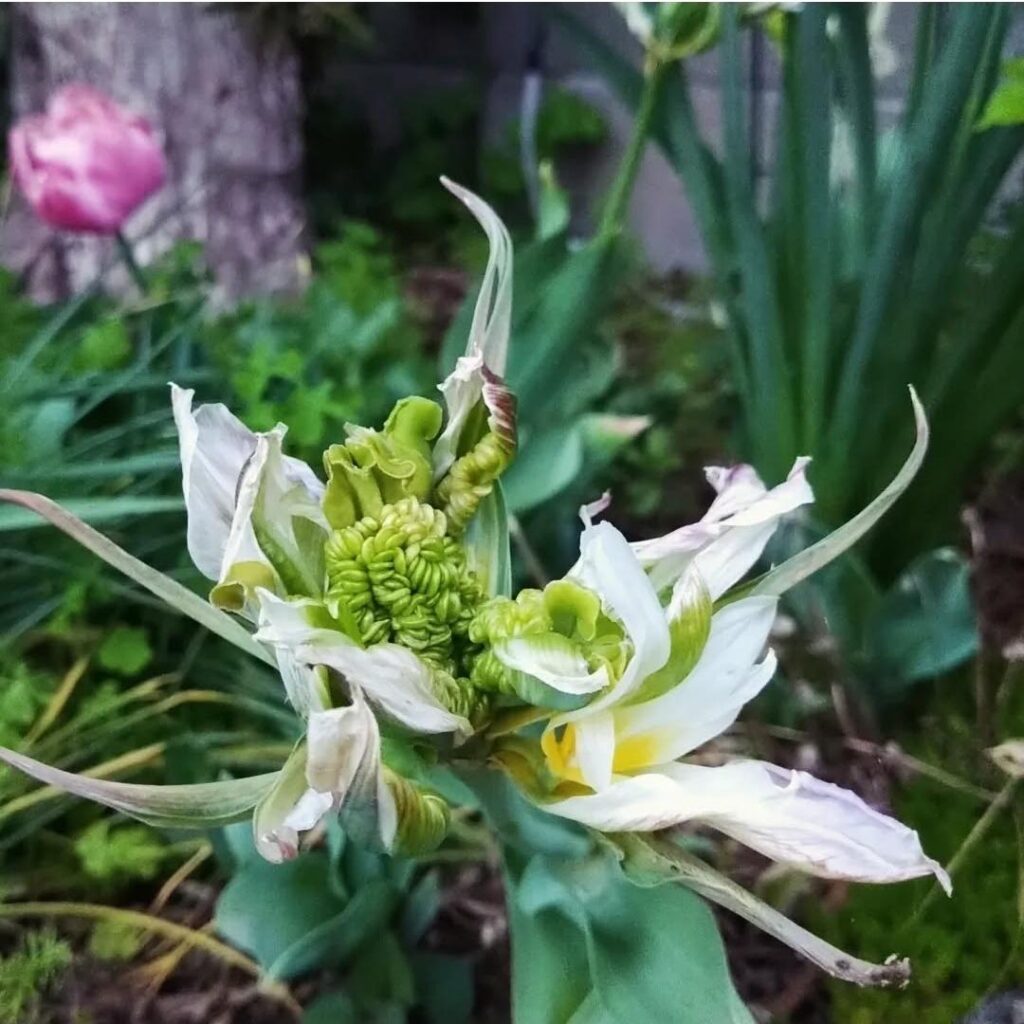 チューリップ…？