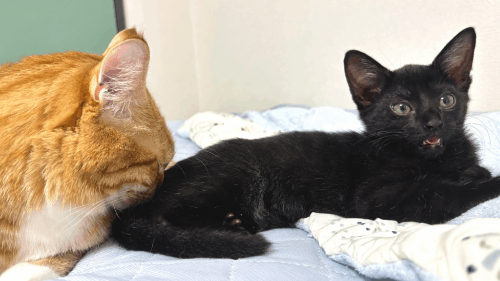ネコちゃんと新入りネコちゃん（@ikng_0さんより提供）