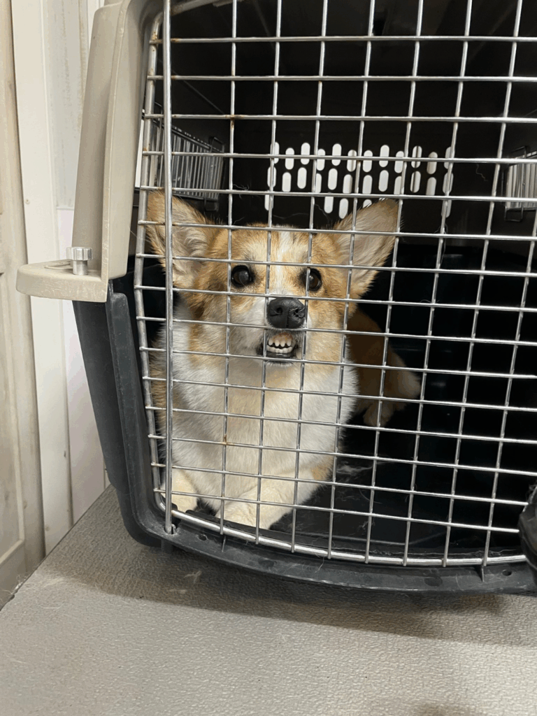 プンスカする神楽ちゃん（@@Kus1oKg2vsgdWS2さんより提供）