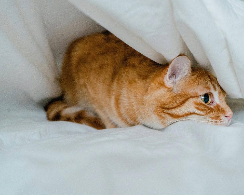 【実際の写真】飼い主さんが見た光景