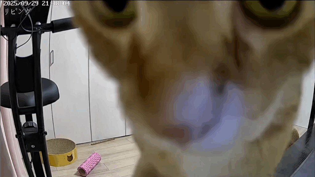 ペットカメラをのぞくネコちゃん（@ikng_0さんより提供）