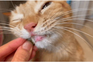 獣医「珍しいですね」猫が夢中で食いつく“まさかの食材”に…「た、たまらん」「お顔が最高に可愛い」「うちの子もたまーに笑」