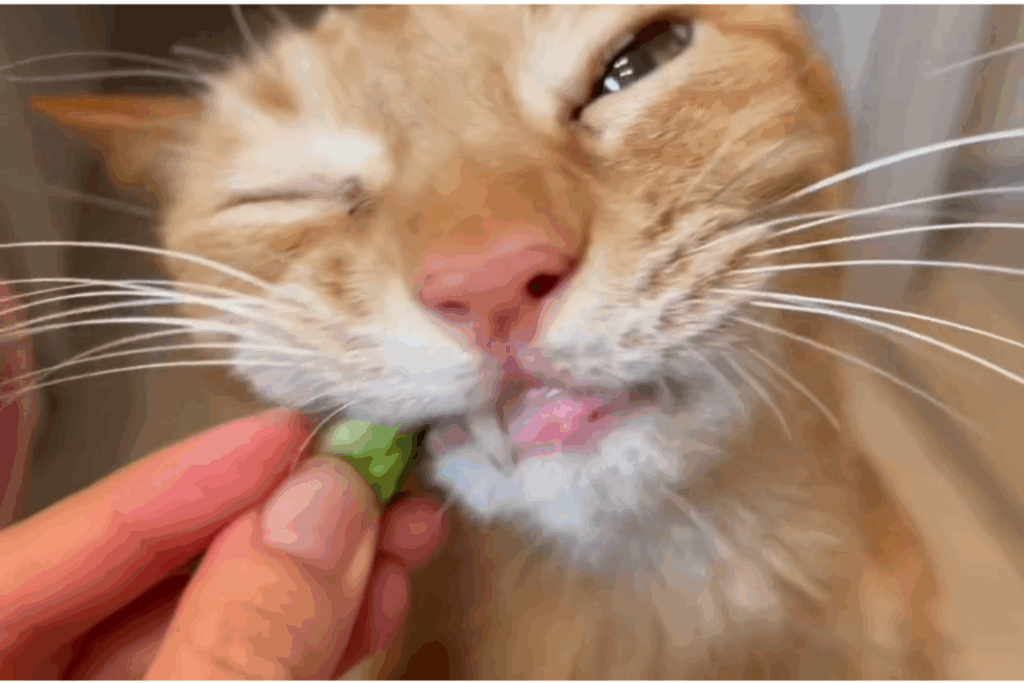 レタスを食べる桃太くん②（＠momo_vanyanさんより提供）