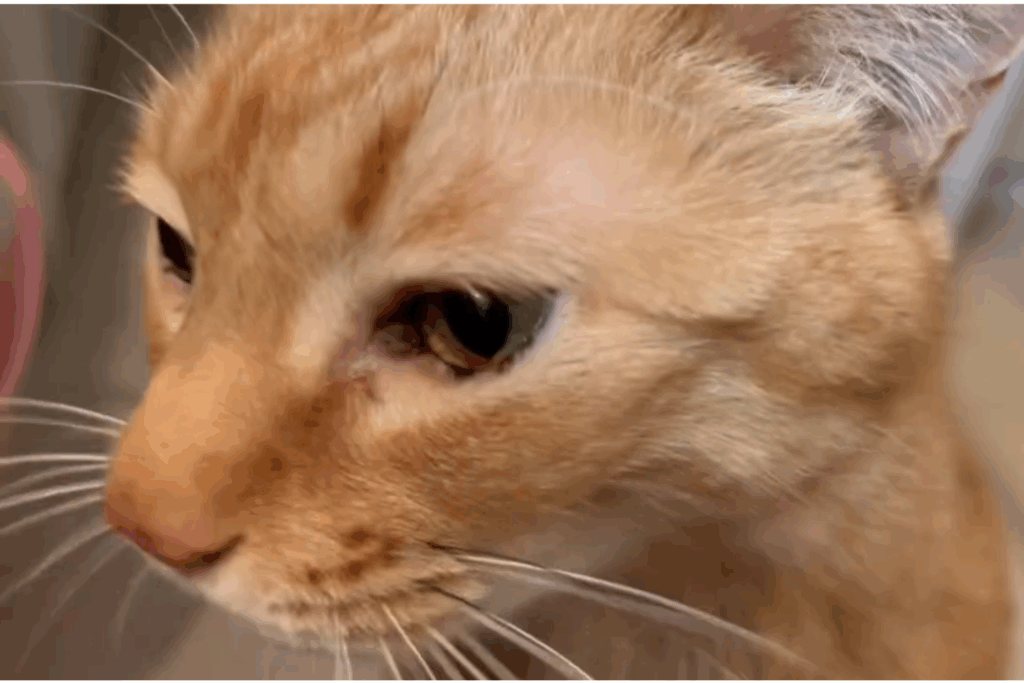 【実際の写真7枚】　飼い主さんが見た光景