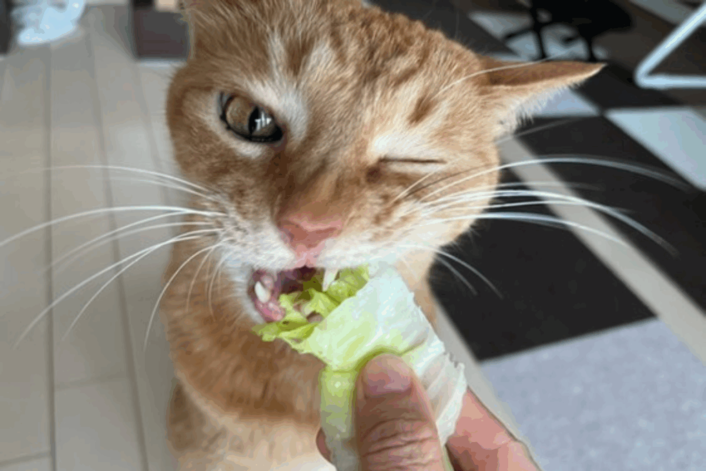 他の日の様子①（＠momo_vanyanさんより提供）