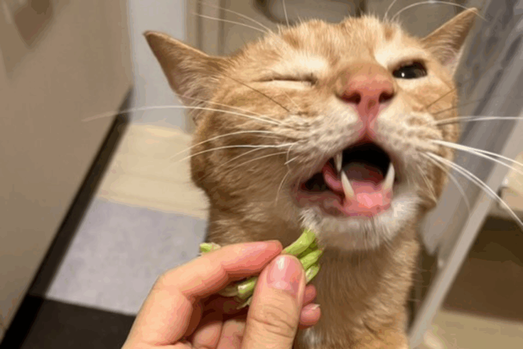 他の日の様子②（＠momo_vanyanさんより提供）