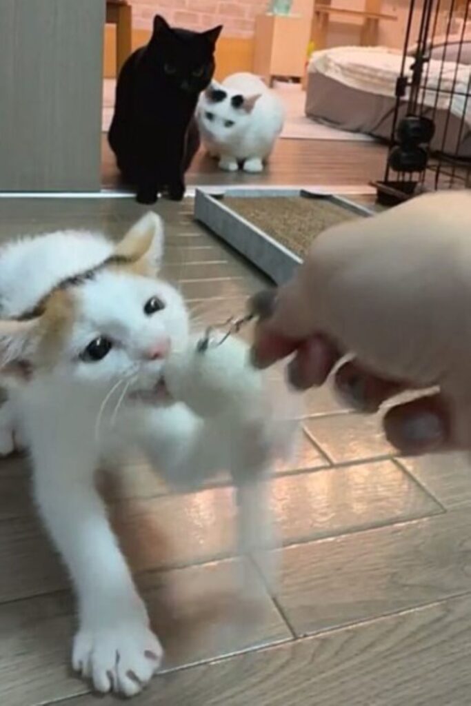 元気なおこわちゃん（＠OKOME_OHAGIさんより提供）