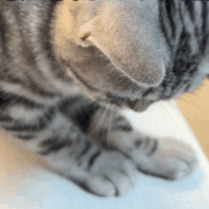 ノートを見つめ、“ある1点”を執拗にパンチする猫に違和感。しかしよく見ると→その“理由”に「かわいいww」「うちの子も試したい」