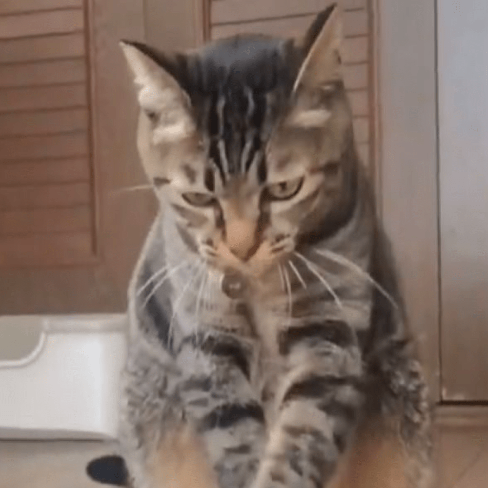 ベルを鳴らそうとしたネコ。しかし間違えて触れた“まさかの正体”に…「2度見した」「爆笑ｗ」「サイズが感一緒」””