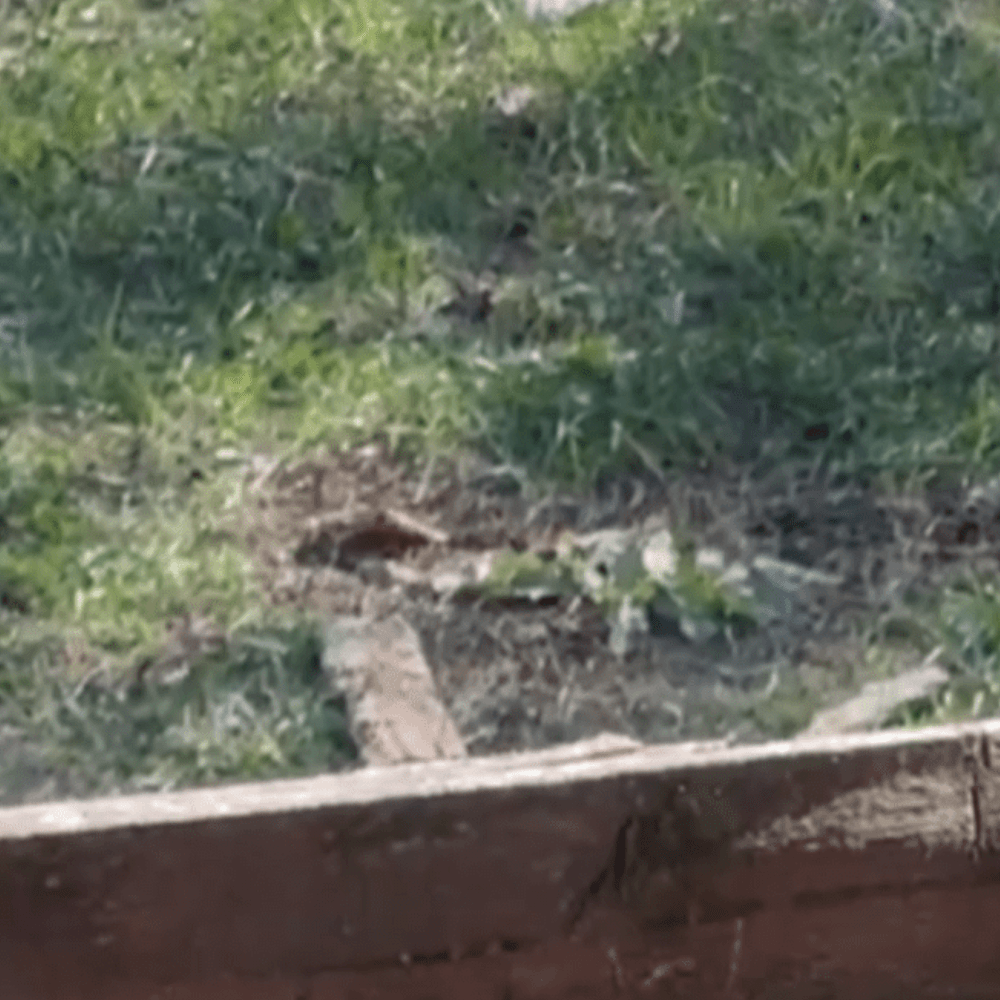 自宅で仕事中…ふと庭を見た男性。→外をよく見てみると…気づいた”まさかの光景”に「光の加減も相まって天使みたい」「森の精霊だ」「美しい…」