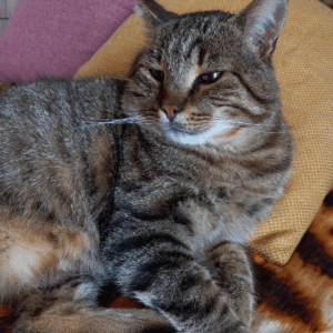 公園で保護され、引き取った猫。食事を終えると毎回“エア砂かけ”を始めるが…後日発覚した“真相”に「かなり笑った」「愛おしい」