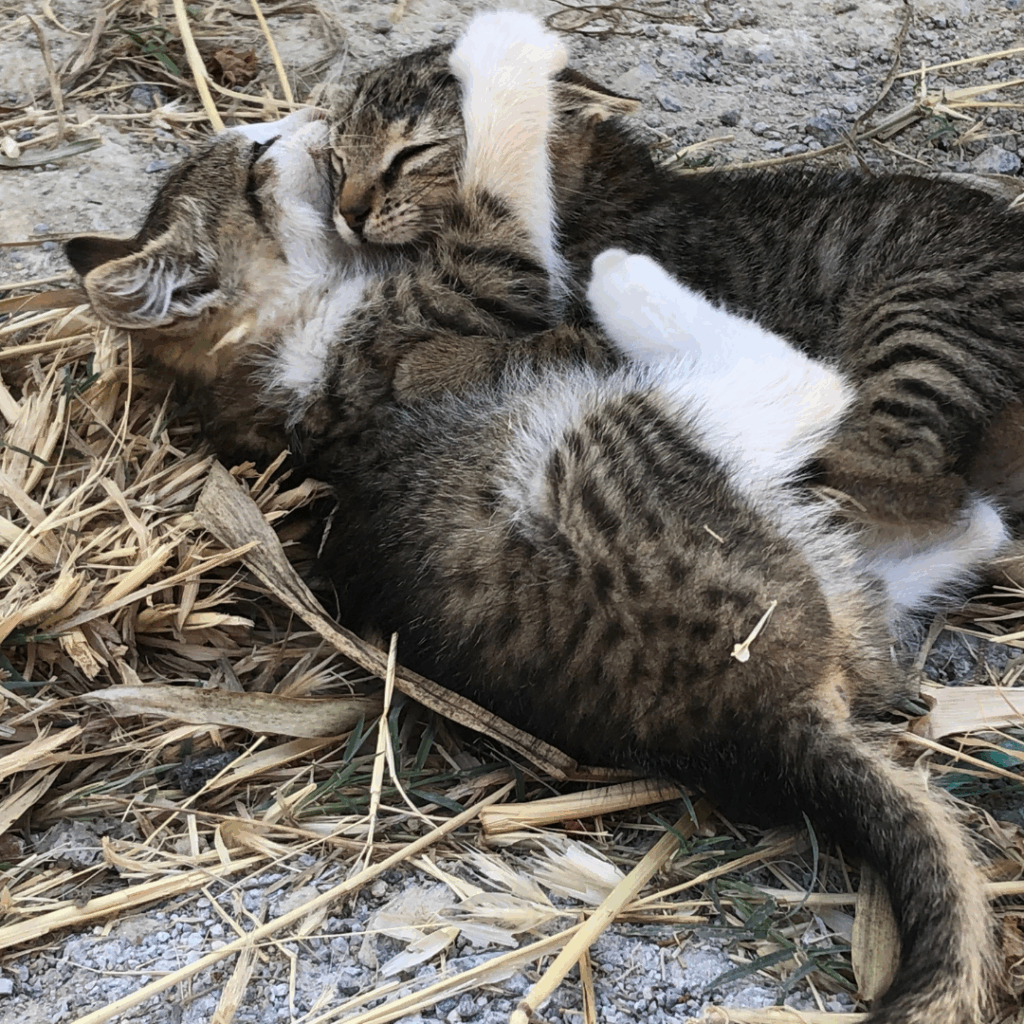 【実際の写真】飼い主さんが見た光景