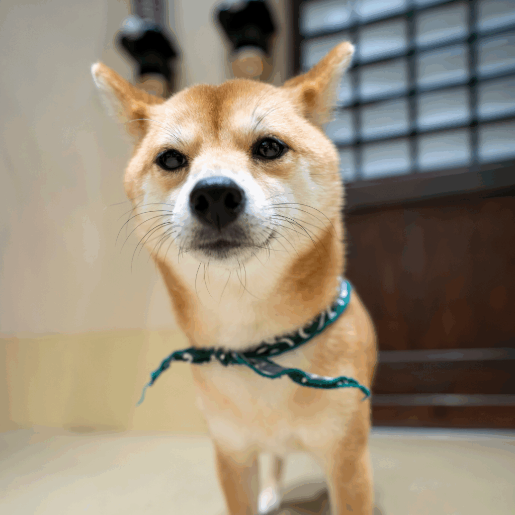 イメージ画像：豆柴