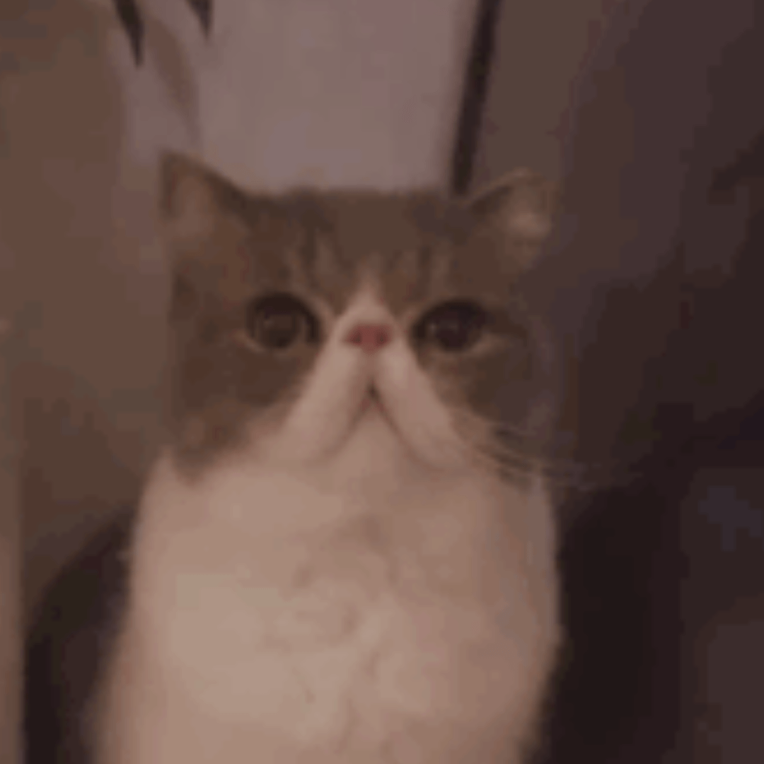 猫に“あっち向いてホイ”の勝負を仕掛けると…「楽しそうだなwww」「何が起こったかわかってない」